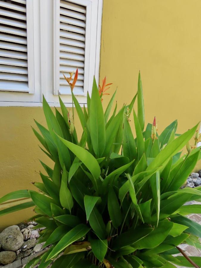 Historic Building The Palm Backyard Studio-Apartment Willemstad, Curacao Feel Home Away From Home Екстер'єр фото